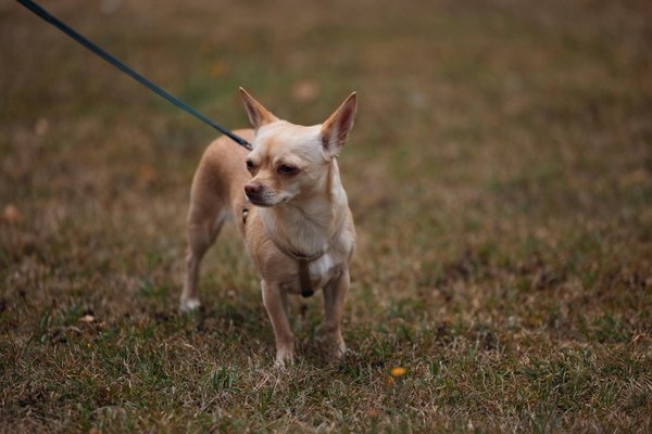 Maximale Effizienz in Geschäftsprozessen: Entdecken Sie, wie Robotic Process Automation Ihr Unternehmen transformiert!